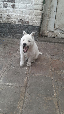 Clémence  Poisson - Berger Blanc Suisse - Portée née le 15/03/2022