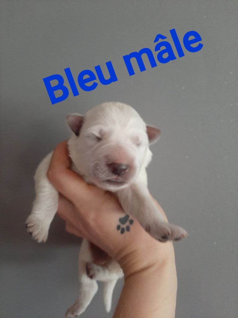 CHIOT