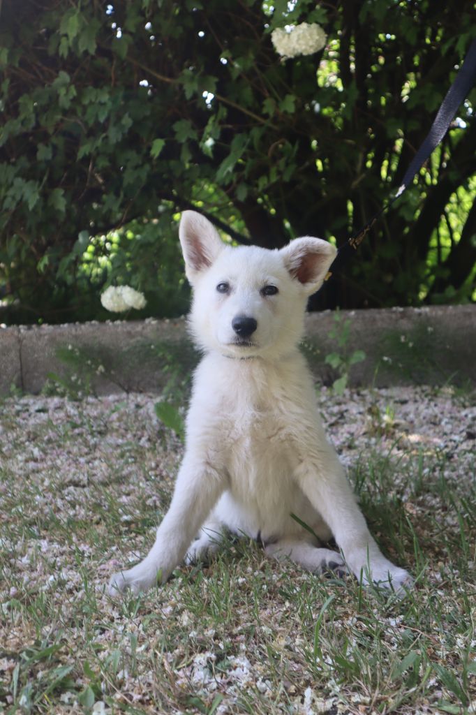 Clémence  Poisson - Chiots disponibles - Berger Blanc Suisse